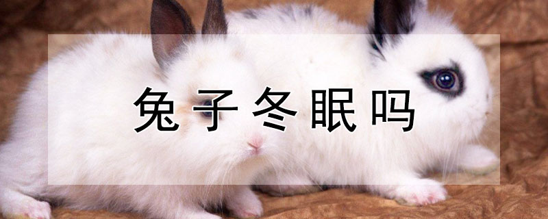 兔子冬眠吗（松鼠冬眠吗）