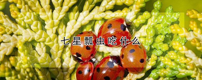 七星瓢虫吃什么（七星瓢虫吃什么食物）