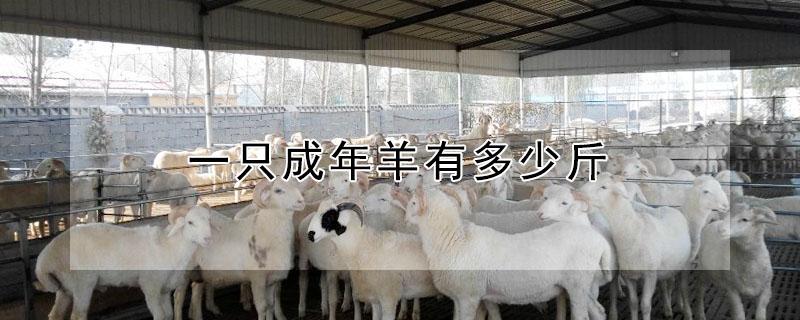 一只成年羊有多少斤 一只成年羊有多少斤毛