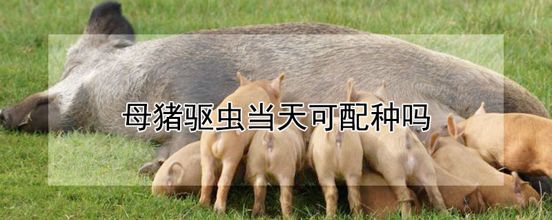 母猪驱虫当天可配种吗 母猪驱虫当天可配种吗视频