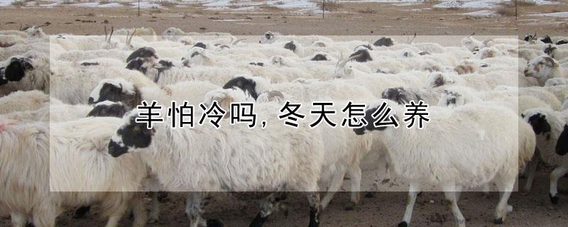 羊怕冷吗,冬天怎么养（羊怕冷吗,冬天怎么养好）