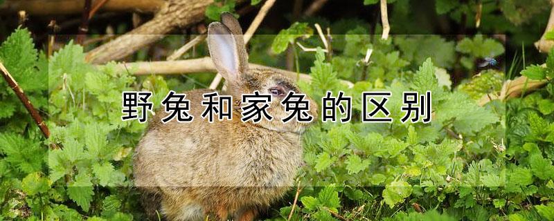 野兔和家兔的区别（野兔和家兔能杂交吗）