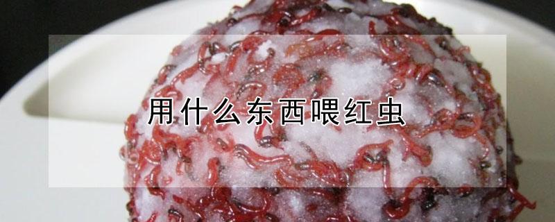 用什么东西喂红虫（用什么喂养红虫）