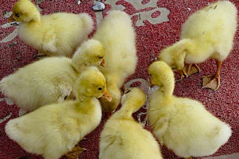 小鹅多久可以露天养