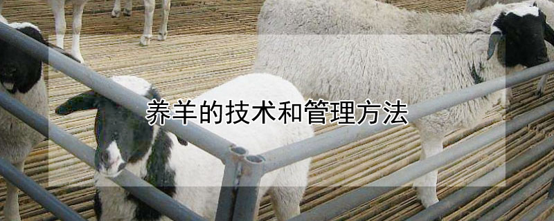 养羊的技术和管理方法（养羊的技术和管理方法视频）