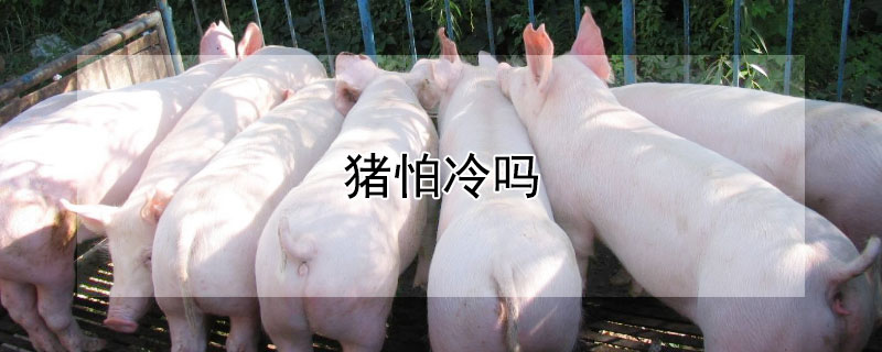 猪怕冷吗（猪怕冷吗低于多少度）