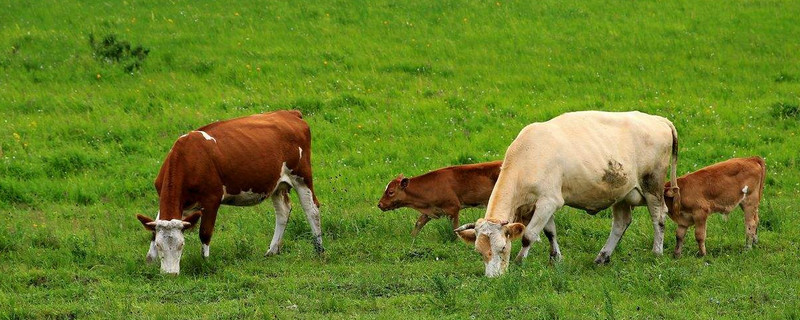 牛吃什么饲料长得快（牛给什么饲料长得快）
