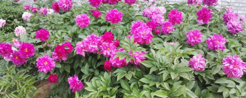 芍药和牡丹的区别 芍药和牡丹的区别在哪里图片