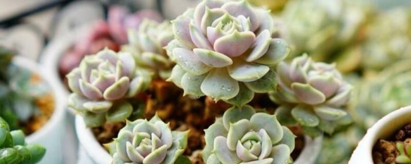 移栽多肉后浇不浇水 多肉移栽后浇水吗