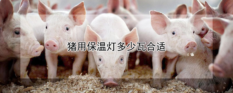 猪用保温灯多少瓦合适（猪用保温灯安装高度）