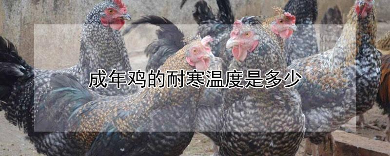 成年鸡的耐寒温度是多少（成年鸡的耐寒温度是多少度）
