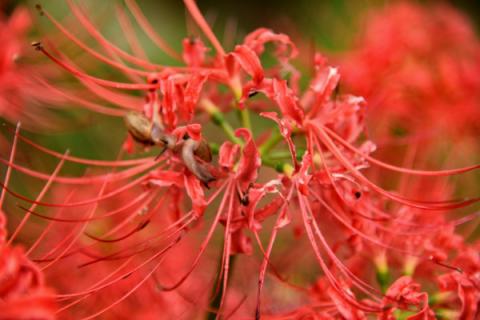 曼陀罗华是彼岸花吗