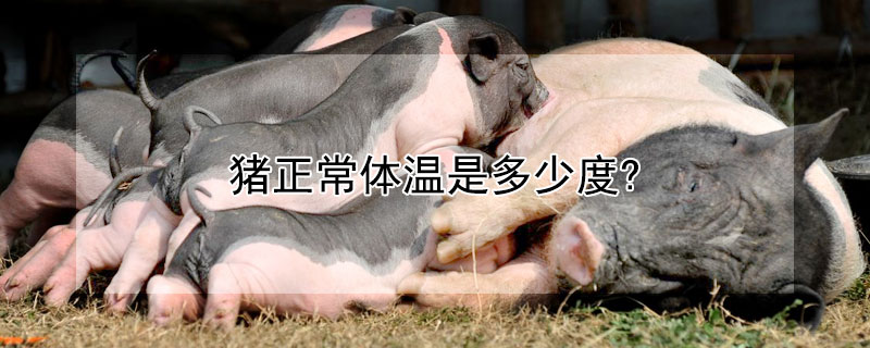 猪正常体温是多少度? 牛正常体温是多少度