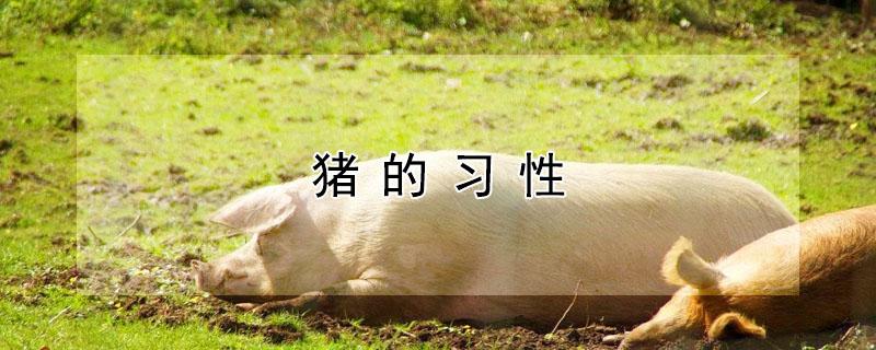 猪的习性（猪的特点.是什么?）