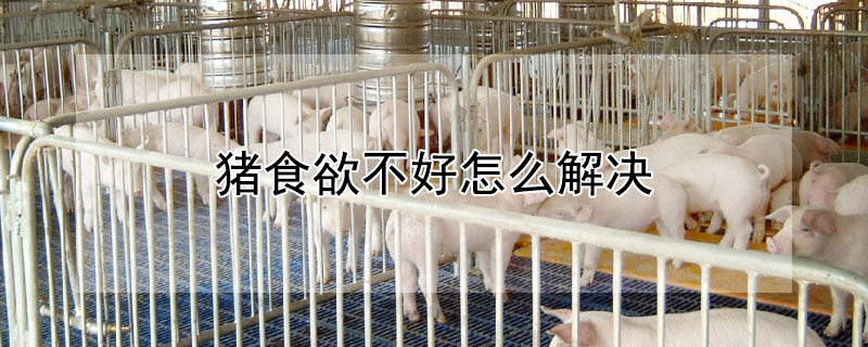 猪食欲不好怎么解决 猪吃食太少用什么方法