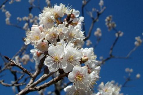 樱桃花有没有红色的