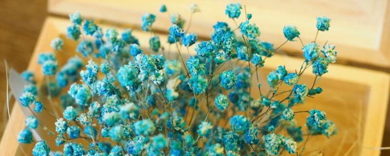 满天星适合送什么人 满天星所有颜色的花语