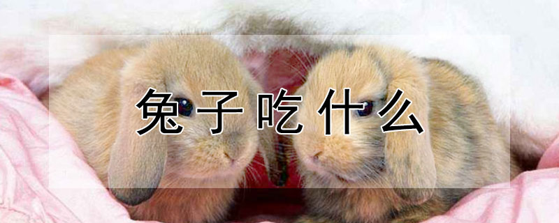 兔子吃什么 兔子吃什么蔬菜比较好