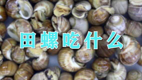 田螺吃什么 田螺吃什么食物