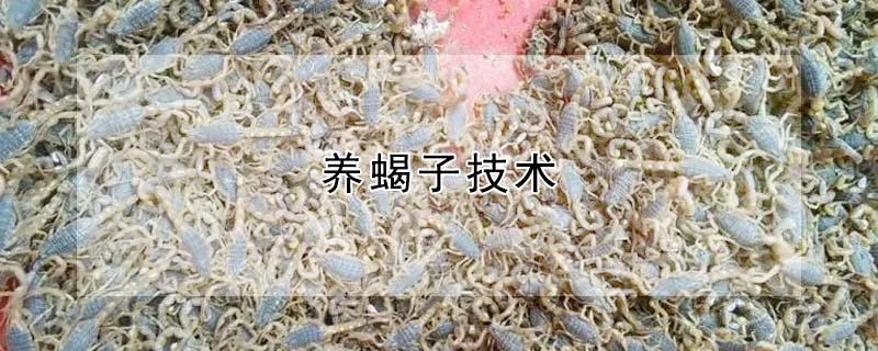 养蝎子技术（养蝎子技术视频）