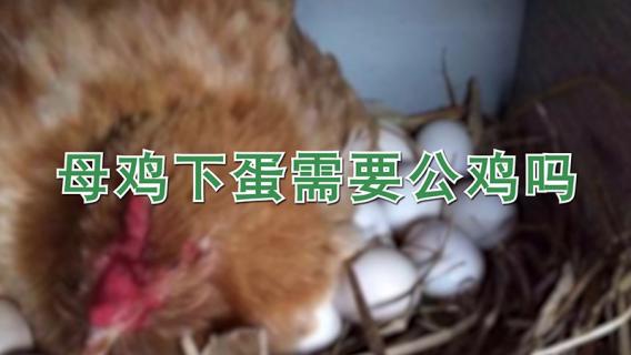 母鸡下蛋需要公鸡吗 无精蛋和有精蛋的区别