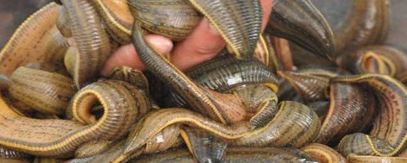 如何养殖水蛭 如何养殖水蛭的方法