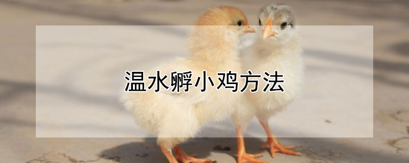 温水孵小鸡方法（小鸡太脏了怎么洗）