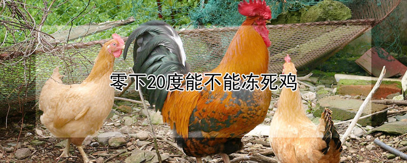 零下20度能不能冻死鸡 零下20度能不能冻死鸡呢
