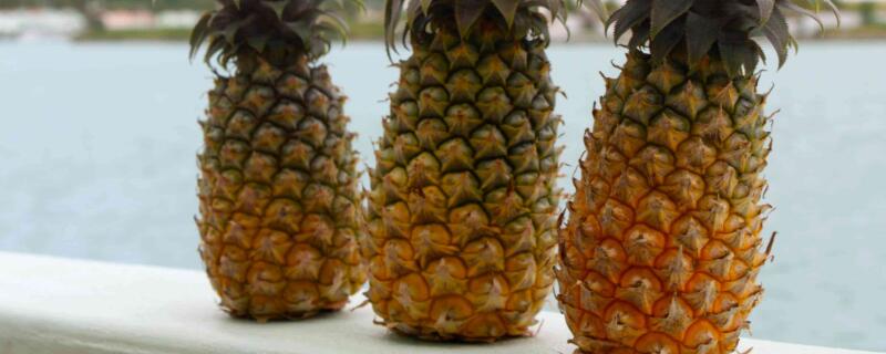 菠萝和凤梨有什么区别 菠萝和凤梨有什么区别视频