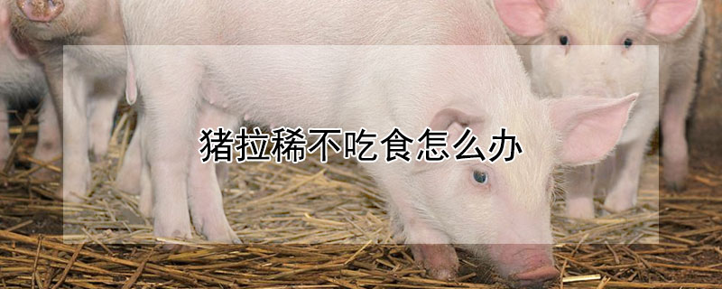 猪拉稀不吃食怎么办（猪拉稀不吃食怎么办吃什么药）