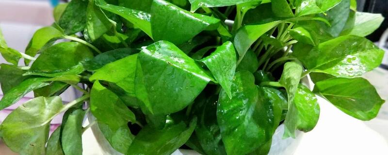 啤酒可以浇什么花 过期的啤酒可以浇什么花