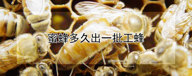 蜜蜂多久出一批工蜂 六种人不宜养蜂