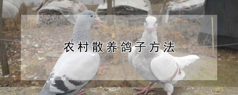 农村散养鸽子方法 农村散养鸽子应注意哪些