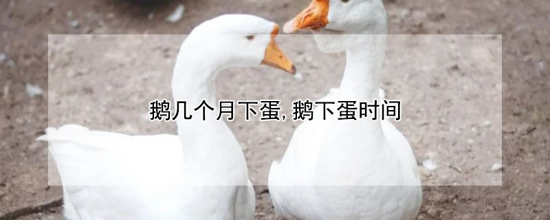 鹅几个月下蛋,鹅下蛋时间 鹅的公母鉴别方法