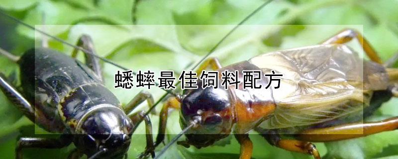 蟋蟀最佳饲料配方（蟋蟀最实惠的饲料配方）