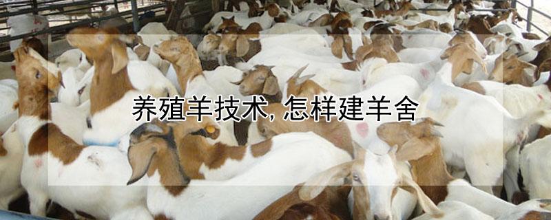 养殖羊技术,怎样建羊舍 新手养羊如何建造羊舍