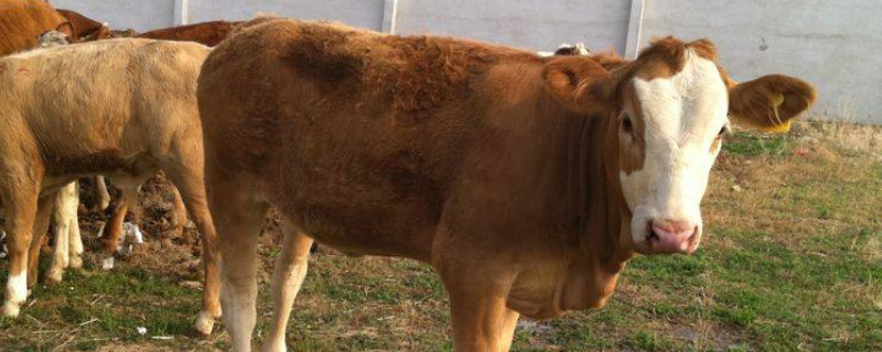 如何养牛 新手养牛养什么牛好
