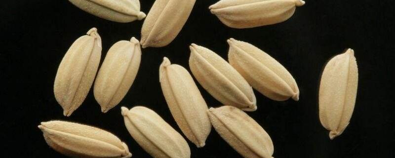 杂粮有哪些（杂粮有哪些东西）