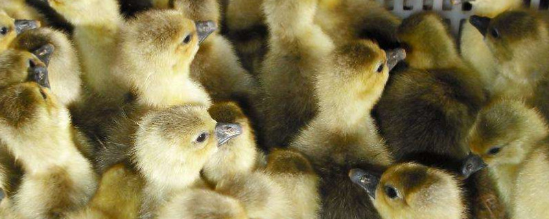 鹅苗吃什么（鹅苗吃什么食物）