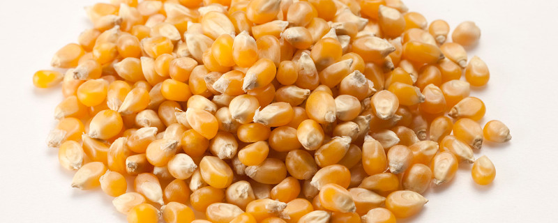 玉米喂鸡的窍门 玉米喂鸡的窍门 最好