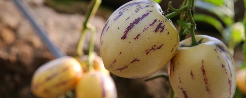 长得像娃娃的水果 长得像娃娃的水果叫什么