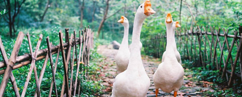 鹅和天鹅有什么区别 天鹅与鹅的最大区别图片