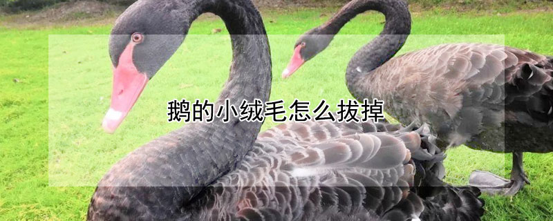 鹅的小绒毛怎么拔掉 鹅的小绒毛怎么拔掉图片