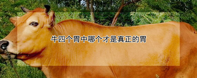 牛四个胃中哪个才是真正的胃 牛有四个胃哪一个胃才是真正的胃