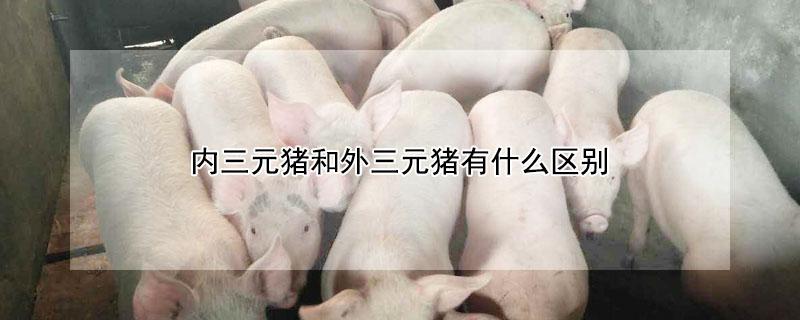 内三元猪和外三元猪有什么区别（内三元猪和外三元猪哪个好）