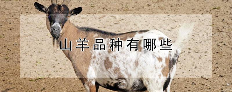 山羊品种有哪些（中国最好的山羊品种）
