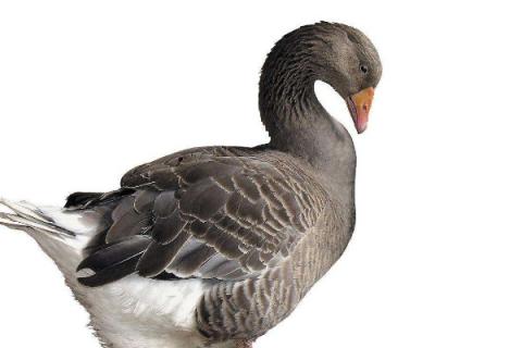 养鸭技术与鸭病的防治