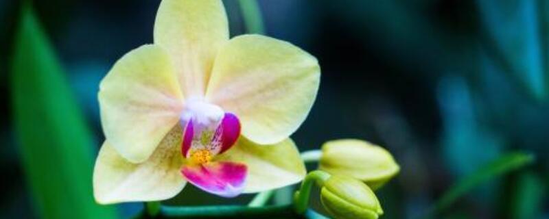 什么花代表友谊 代表友谊的花