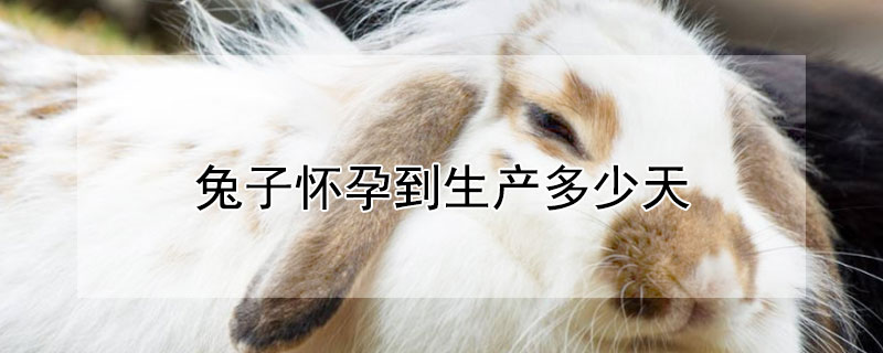 兔子怀孕到生产多少天 兔子怀孕多久生产,产前有什么情况