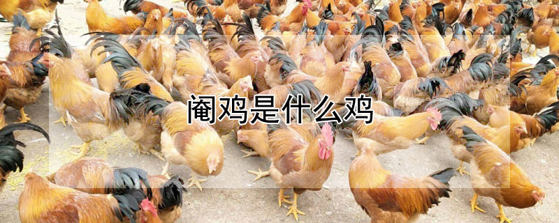 阉鸡是什么鸡（阉鸡是什么鸡图片）